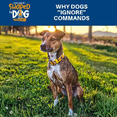 Why Dogs "Ignore" Commands #323