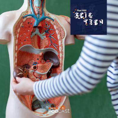 Sci & Tech EP. 866: อวัยวะในร่างกายมนุษย์ที่ยังหาคำตอบไม่ได้ว่ามีไว้ทำไม?
