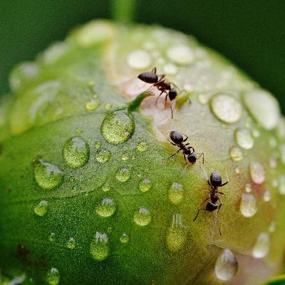 Der Insekten-Podcast: -Sechs Beine gegen den Rest der Welt- #Folge 1 mit Jona's Ameisen