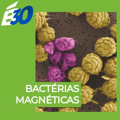 Bactérias Magnéticas