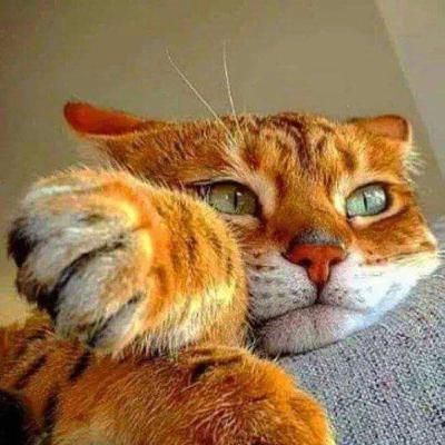 El gato dormilón El gato dormilón