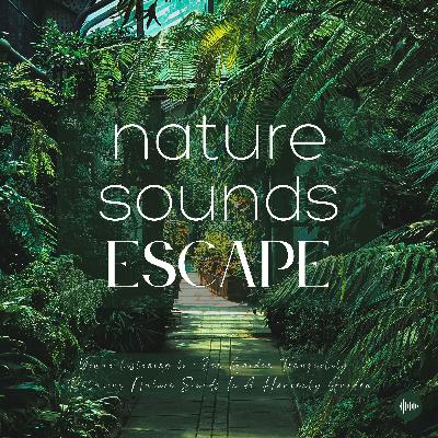 Zen Garden Tranquility | Relaxing Nature Sounds For Sleep, Meditation, Relaxation, Studying Or Focus | Sleep Music, Sleep Sounds, Study Music, Zen, Sleep Fast, White Noise, Fountain, Birds, Rustling Leaves, Rain, Música Relajante Para Dormir
