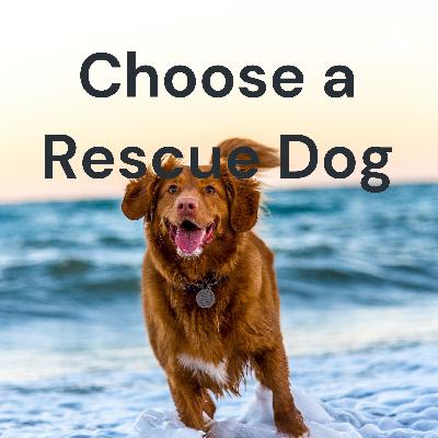 How to Choose a Rescue Dog