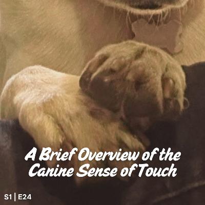 S1 E 24 A Brief Overview of the Canine Sense of Touch