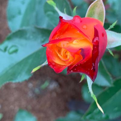 ♦︎29 ラジオの話うんちゃら