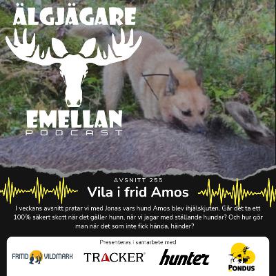 255. Vila i frid Amos