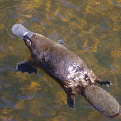 The Duck-Billed Platypus