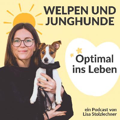 Sommerwelpe: Pro- und Kontra-Punkte