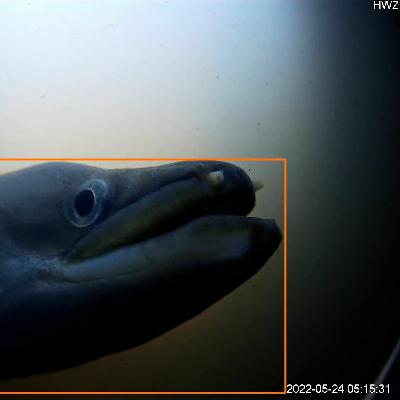 01 Paling - Soundwalk