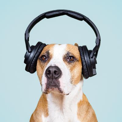 How Noise Affects Our Health How Noise Affects Our Health