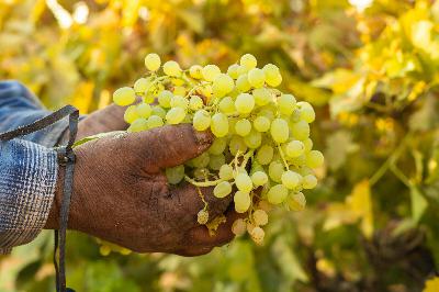 After a  Tough Season, Wine Country Famers Are Working to Harvest Grapes