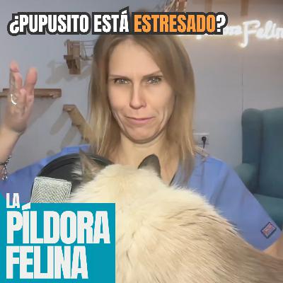 560. ¿Pupusito está ESTRESADO? 560. ¿Pupusito está ESTRESADO?