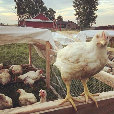 Why do I raise Pastured Poultry? Why do I raise Pastured Poultry?