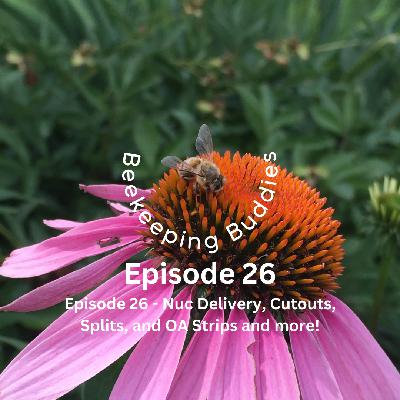 Episode 26 - Nucs Pickup and Delivery, Queen Orders, Cutouts, Splits, and OA Strips and more!