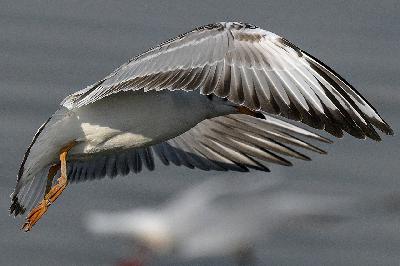 Evolutionary biologist Scott Taylor asks ‘Okay, But… Birds’ Evolutionary biologist Scott Taylor asks ‘Okay, But… Birds’