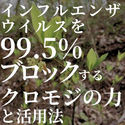 #398 インフルエンザウイルスを99.5%ブロックするクロモジの力と活用法 #398 インフルエンザウイルスを99.5%ブロックするクロモジの力と活用法
