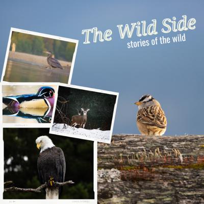 In the field, Bears in Banff In the field, Bears in Banff