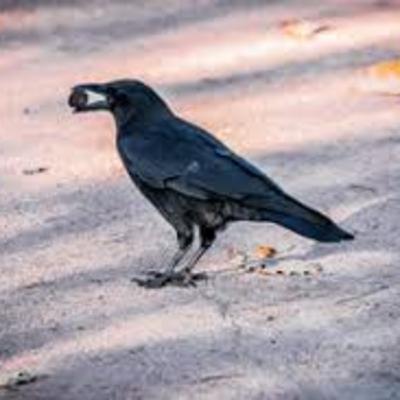 Toddler Mom Groups and The Crow Story