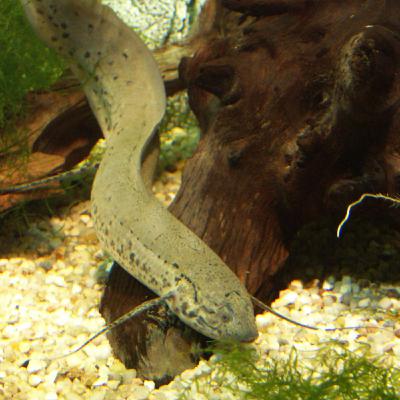 Le dipneuste, un poisson avec des pattes