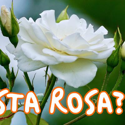La sociedad secreta de la Rosa Blanca