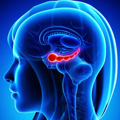 Neurobiología del Amor Neurobiología del Amor