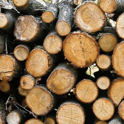 Episode 34: How Data and Information Are Empowering The Forestry Industry Episode 34: How Data and Information Are Empowering The Forestry Industry