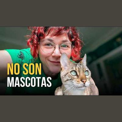Así los gatos conquistaron el mundo sin obedecer a nadie