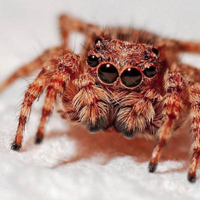 CHRO25048 - Arachnides