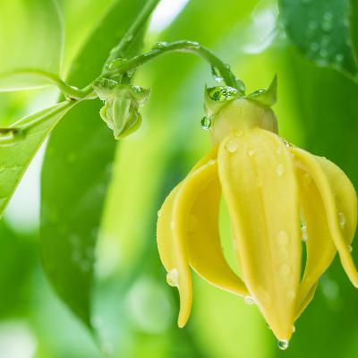 Zutat für Luxus-Parfüms: Wie der Ylang-Ylang-Anbau auf den Komoren die Natur zerstört