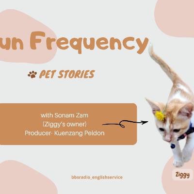 Fun Frequency - Pet Stories Fun Frequency - Pet Stories