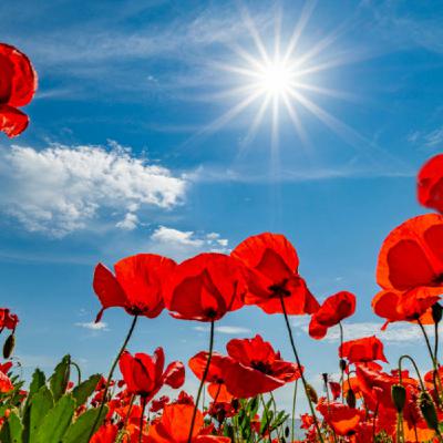 Episode 310: Sermon for 9th November 2025, Remembrance Sunday Episode 310: Sermon for 9th November 2025, Remembrance Sunday