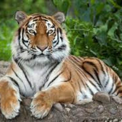 Save the Tiger