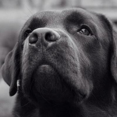 张嘉佳《我叫刘大黑》 张嘉佳《我叫刘大黑》