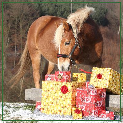 2025 Broke Horse Mom Holiday Gift Guide