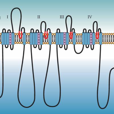 None Switch: Unpacking the Action Potential (Section 1) None Switch: Unpacking the Action Potential (Section 1)