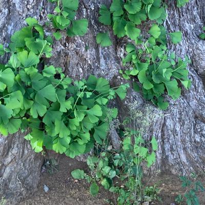 【ふるえるもの】《詩》木下愛郎