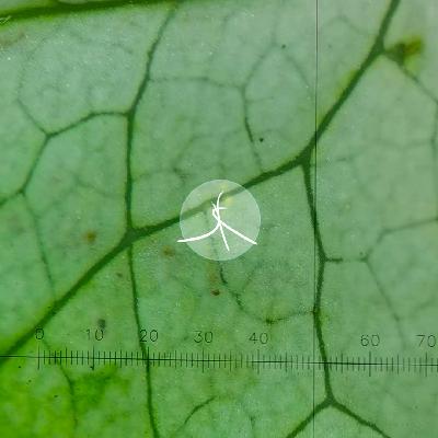 植物科普中长出我们的世界｜保湿森林15