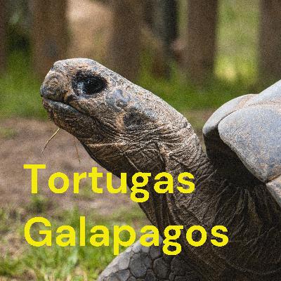Las tortugas galapagos