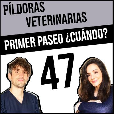 47. El primer paseo de mi cachorro de #perro