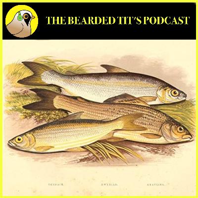 Vendace, Pollan & Whitefish: The Facts ft Colin Bean #168