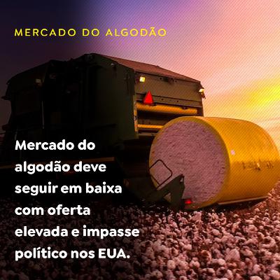 Mercado do algodão deve seguir em baixa com oferta elevada e impasse político nos EUA Mercado do algodão deve seguir em baixa com oferta elevada e impasse político nos EUA