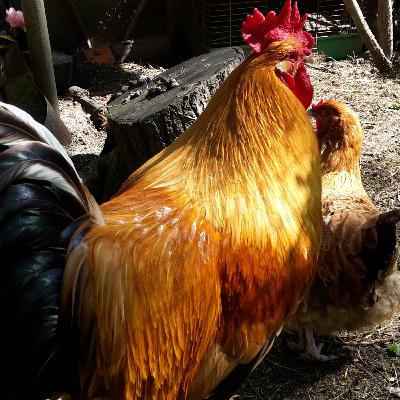 Quizz #1 - Blind test cris d'animaux - les animaux de la ferme