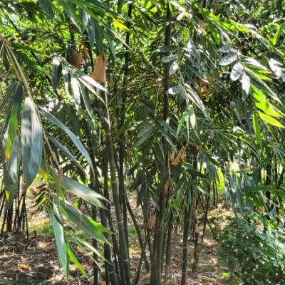 Tiêu điểm - Hợp tác xã giúp nông dân vùng cao Bắc Ninh thoát nghèo bền vững Tiêu điểm - Hợp tác xã giúp nông dân vùng cao Bắc Ninh thoát nghèo bền vững