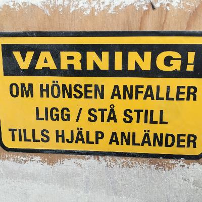 Ett riktigt hönsliv