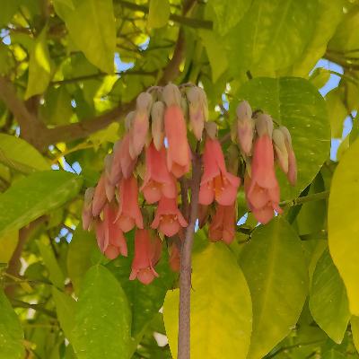آوای اول آوای اول