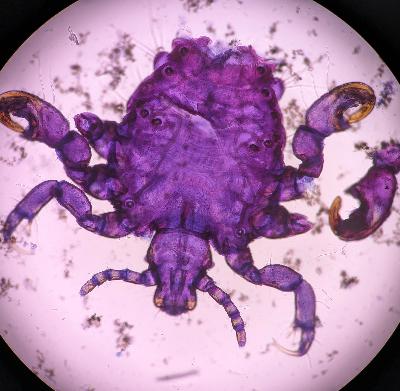 Episode 619: Parasite (with Dana Zahler) Episode 619: Parasite (with Dana Zahler)