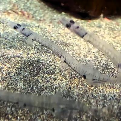 Facts: The Japanese Icefish Facts: The Japanese Icefish