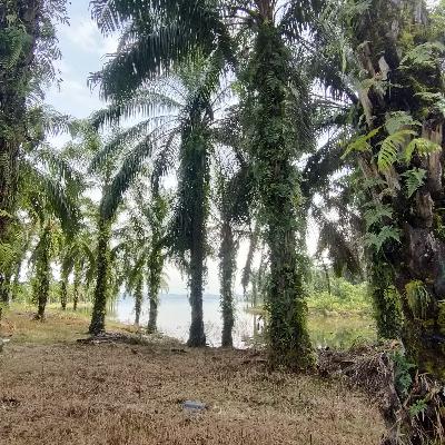 delapan tahun