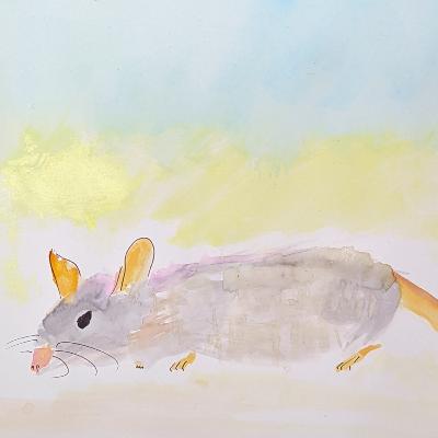 Bandicoot Rat