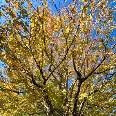 自然な香りの癒し💛🍎レシピ